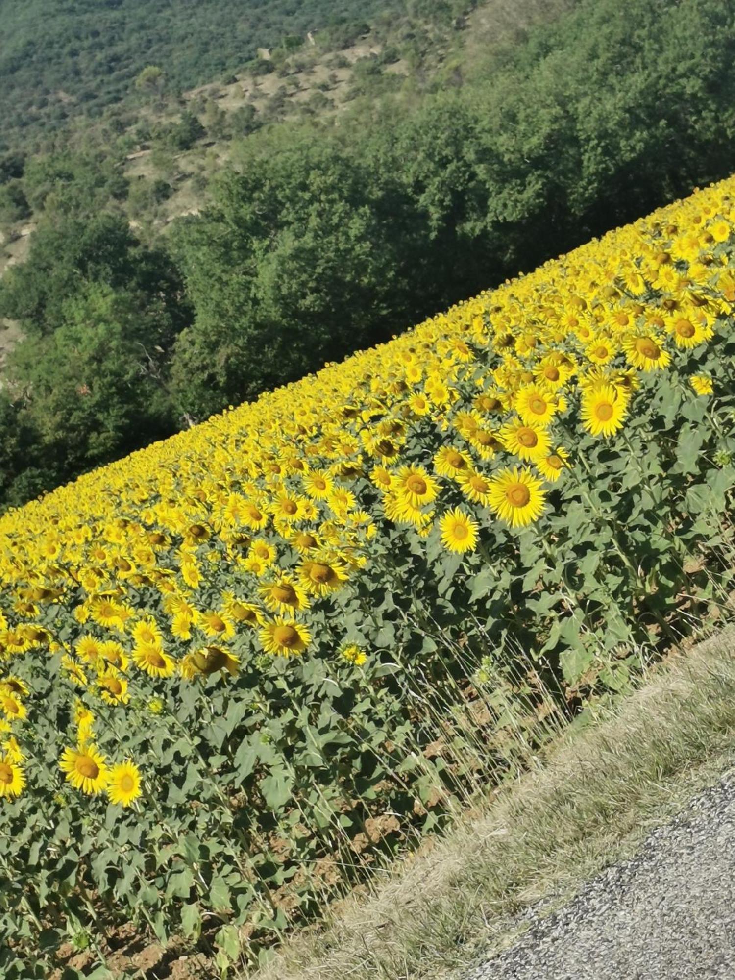 Mes Maisons Gardoises, Two Gites Sleeping 13 With Two Private Pools, Kids Room, Laundry, Disco, Free Wifi, Linen And Dog'S Are Welcome Gagnières Exteriér fotografie